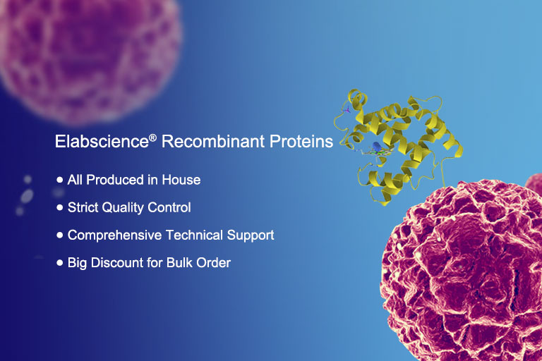 Elabscience Ready-to-Use Antibodies