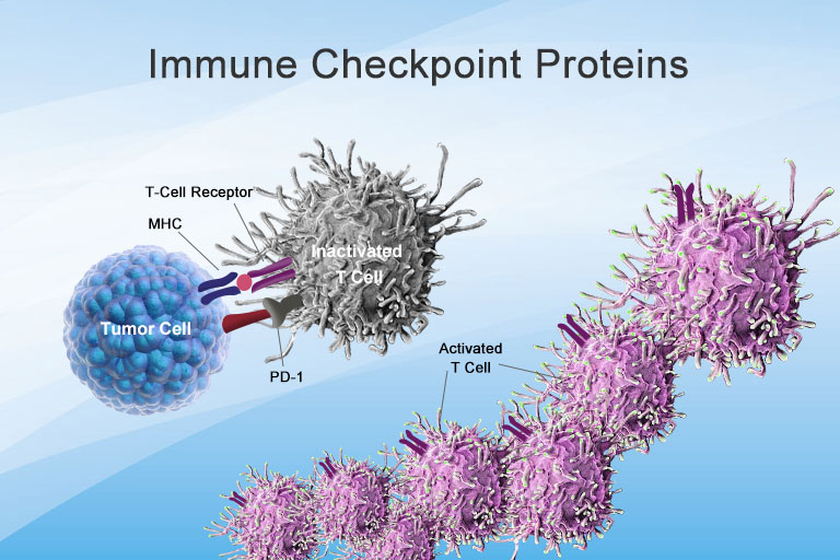 Immune Checkpoint Proteins