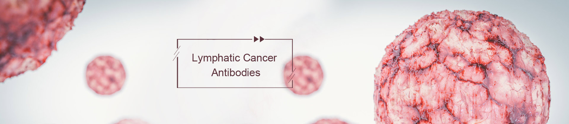 Lymph Cancer Antibodies